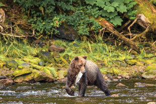 Brown Bear during the Salmon Run