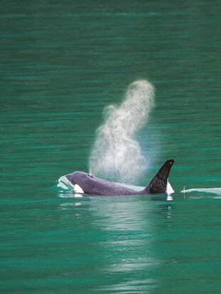orca-tracy-arm-alaska.jpg