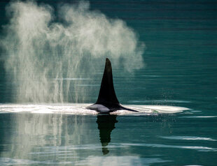 Orca