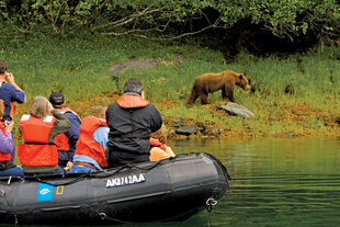 Scaling the riverbanks for Brown Bears