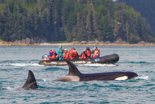 Sailling alongside Killer Whales