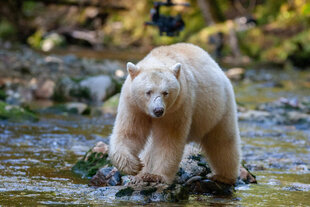 Spirit Bear