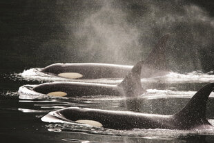 Orcas at Johnstone Strait