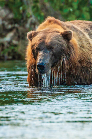 A Brown Bear on the tail of Salmon in the Salmon Run