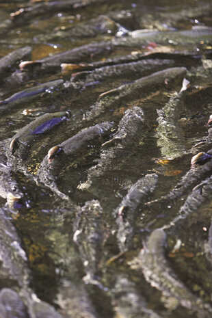 Pink Salmon swimming upriver to spawn