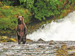 A Curious Brown Bear on Chichagof Island