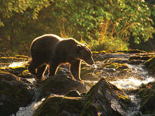 A Sunset Silhouette on a Brown Bear on Chichagof Island