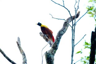 Red Bird-of-Paradise in the canopy
