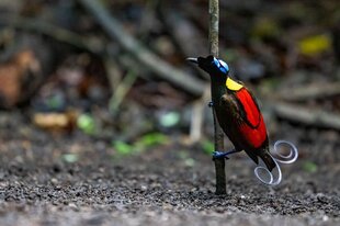 Bird of Paradise On The Forest Floor