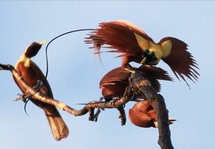 Birds Of Paradise Display