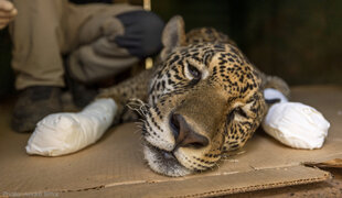 Jaguar recovering from burns