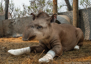 Injured Tapir recovering from burns