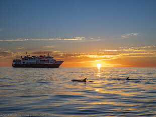 Dolphins surfacing at sunrise in front of Venture