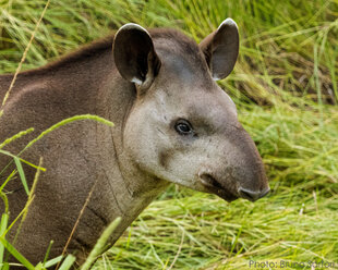 Healthy Tapir in the Pantanal