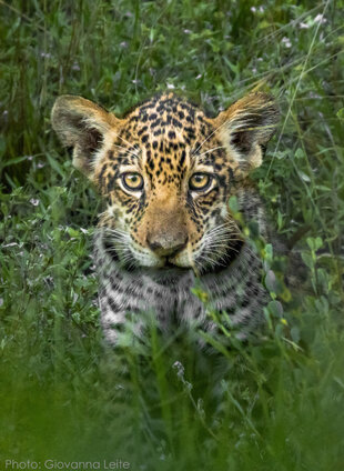 Jaguar Cub by Giovanna Leite