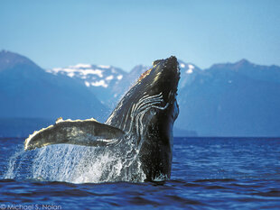 Humpback Breaching in Icy Strait