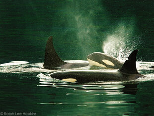 Killer Whales hunting Salmon in Johnstone Strait