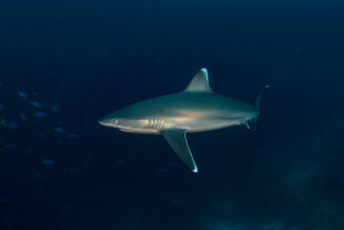 White Tip Reef Shark