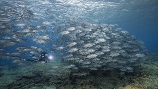 School of fish above the reef