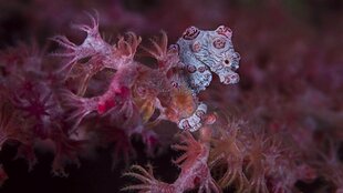 Purple Sea Horse