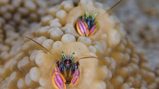 Hermit Crabs