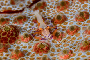 solomon-islands-diving-shrimp.jpg