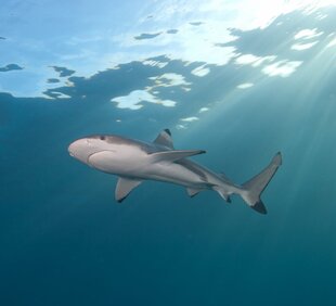 Black Tip Reef Shark