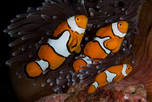 Clownfish Family in the Coral
