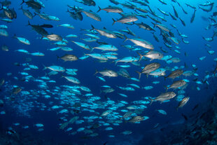 School of fish next to the drop off