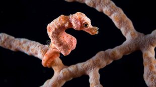 Solomon Seahorse