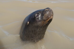 sea-lion-peninsula-valdes-charlotte-caffrey.JPG