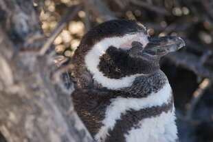 penguin-peninsula-valdes-charlotte-caffrey.JPG