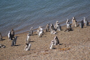 peninsula-valdes-penguins-on-beach-charlotte-caffrey.jpg