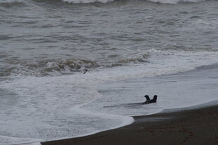peninsula-valdes-sealions-beach-charlotte-caffrey.jpg