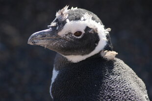 Peninsula-Valdes-penguin-Charlotte-Caffrey.JPG