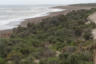 Peninsula-Valdes-beach-penguins-Charlotte-Caffrey.JPG