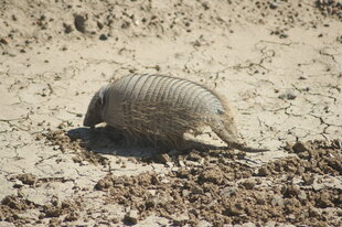 Armadillo Peninsula Valdes