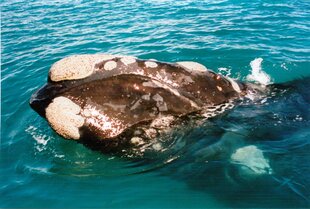 Southern Right Whale Pippa Zintillis