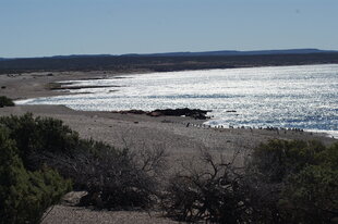Penguins on the beach in Peninsula Valdes by Charlotte Caffrey
