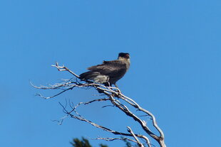 Crested Caracara by Holly Payne