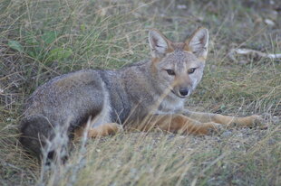 Patagonian Grey Fox by Charlotte Caffrey
