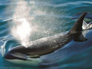 Killer Whales patrol the waters of Chatham Strait for Salmon