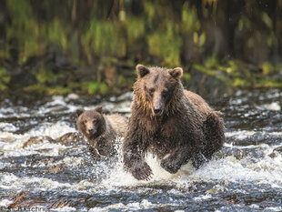 Fishing for Salmon is common among Brown Bears