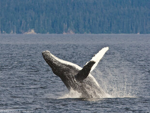 Breaching is one of the dramatic displays Humpbacks show