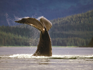 Tail Slapping can sometimes be observed here