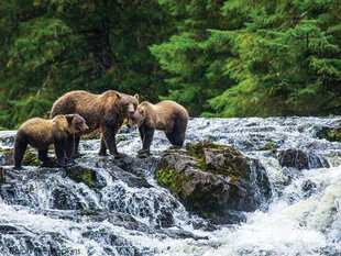 A family of Brown Bears await the Salmon Run
