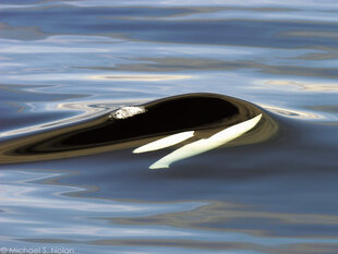 Killer Whales hunt for Salmon in Chatham Strait