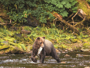 A successful catch of Pink Salmon by a Brown Bear