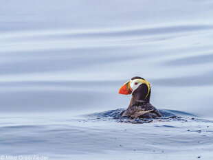 Tufted Puffins dot the waters of Glacier Bay