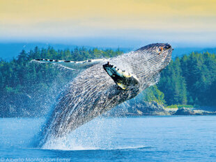 Humpback Whales sometimes pull off dramatic Breaches
